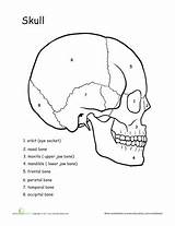 Labeling Unlabeled Skeleton Kidsworksheetfun Cranium Kristina 5th sketch template