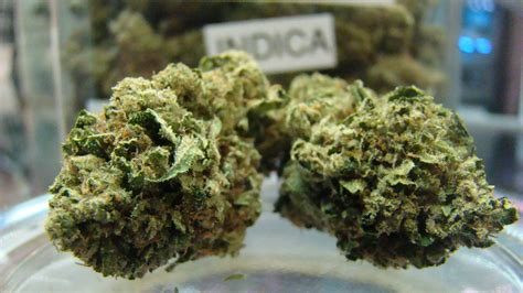 critical kush strain review  love growing marijuana