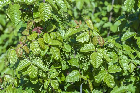Identify Poison Ivy Oak And Sumac And How To Prevent A