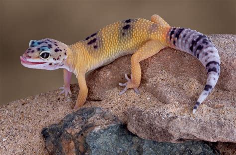 care   leopard gecko