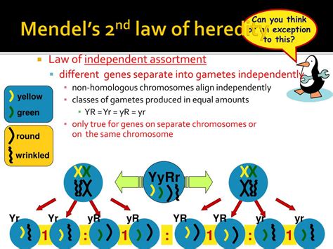 Ppt Law Of Independent Assortment Powerpoint Presentation Free