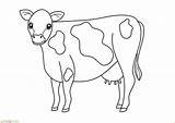 Sapi Mewarnai Hewan Cow Sketsa Kurban Kambing Binatang Empat Berkaki Marimewarnai Kartun Cows Perah Menggambar Qurban Kerbau Kumpulan Vaca Terlengkap sketch template