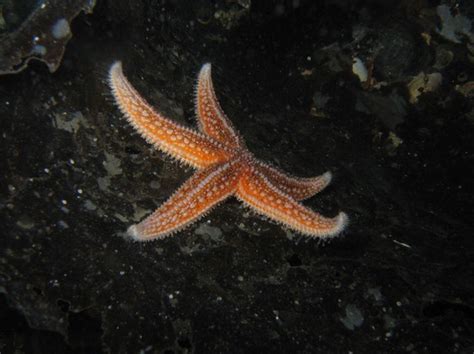 common starfish caribbean tropicals