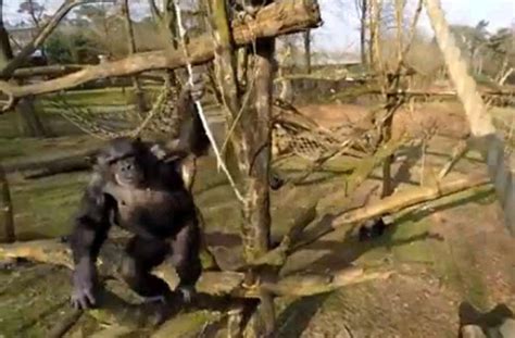 chimp swats   drone  invades  airspace seeker