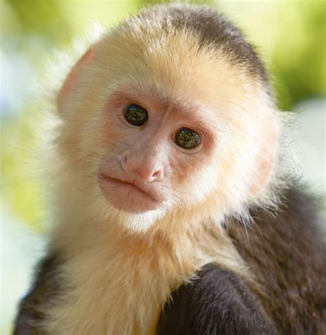 monkey  blond hair quintynyamin