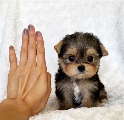 hq  mini teacup puppy  sale uk teacup yorkie puppy  sale lilly iheartteacups