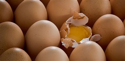 Telur Kulit Putih Vs Telur Kulit Cokelat Begini Perbedaannya