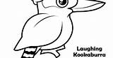 Kookaburra Coloring Pages sketch template