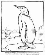 Zoo Animais Gelo Animals Pinguim Kolorowanki Dzieci Dla Drawing sketch template