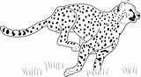 Cheetah Guepardo Correndo Animal Animales Leopardo Everfreecoloring Dibujosonline Categorias Bebé sketch template