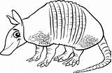 Armadillo Coloring Pages Realistic Coloringbay sketch template
