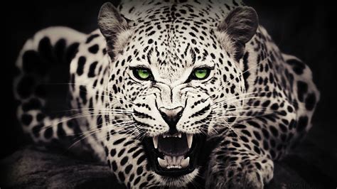 awesome leopard background wallpaper