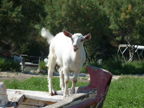 goat   boat photo  vatsa  kefalonia greececom