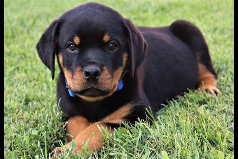 cr family rottweilers puppies  sale