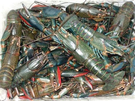 medan lobster home facebook