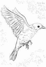 Cuckoo Bluebird Oiseau Idaho Step State Supercoloring Coloringbay Volando Aves Apprendre Clipground sketch template