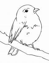 Robin Coloring Bird Pages Songbird Printable Color Online Designlooter Songbirds 66kb 1275 Gratis Filme sketch template