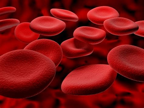 functions  blood  human body  role  significance young