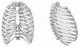 Cage Rib Tulang Anatomy Anatomia Ribcage Costillas Manusia Animal Anatomical Dibujo Huesos Rusuk Fakta Bones Moldes Blueprints Kerangka sketch template