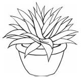 Coloring Pages Aloevera Flowers Previous Zone Learning sketch template