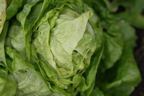 iceberg lettuce  forming head taka vegetable