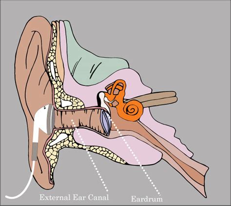 community image library ear diagram  earbud sli