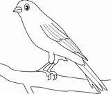 Colorat Desene Canar Uccellino Canary Pasari Colorare Planse Pettirosso Passero Imagini Pentru Pitigoi Uccelli Animale sketch template