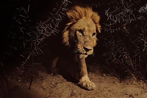15 intimate portraits of lions