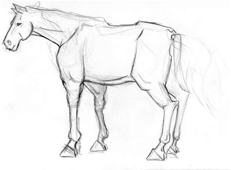 animal drawing  anatomy erick villegas nunez horses equestrian center