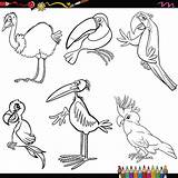 Aves Colorir Birds Ptaki Kolorowanki Pajaros Oiseaux Papuga Ara Kolorowanka Stork Marabou Dessinée Bande Coloration Rhea Szablon St2 Wektor sketch template