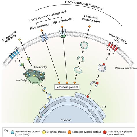 unconventional protein secretion  insights   pathogenesis