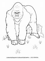 Wild Coloring Pages Animals Kids Print Animal Colouring Monkey Color Colorkid Huge sketch template