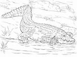 Crocodile Coloring Pages Realistic Nile Drawing Animal Crocodiles Printable Animals Kids Alligator Color Adults African Choose Board Caiman sketch template