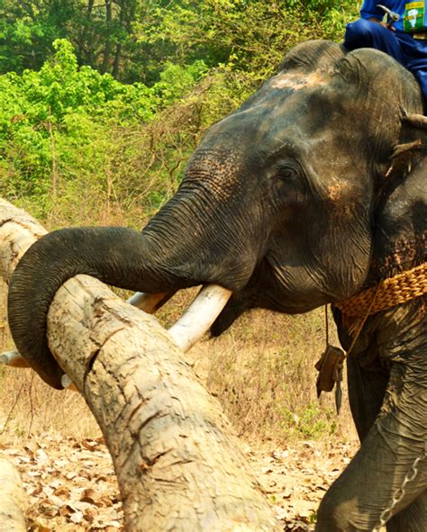 heat stroke responsible  killing captive baby elephants science wire earthsky