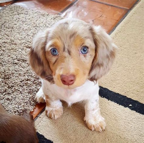 11 Adorable Dachshunds You Should Be Following On Instagram Dachshund
