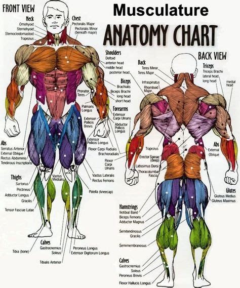 Male Muscle Chart Male Muscle Chart Muscle Diagram Fitness Workouts