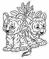 Tigres Tigre Colorat Tigri Cachorros Tigru Planse Dos Animale Desene Coloriages P33 Cachorritos Chachipedia Animados Osa Kaplan Fise Designlooter Copii sketch template