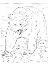 Bear Brown Drawing Line Cub Paintingvalley Coloring sketch template