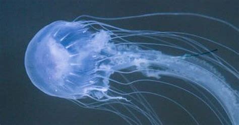 stinging jellyfish target  toms river cleanup