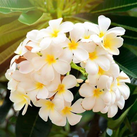 fragrant white potted plumeria plants  sale select white easy
