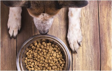 dog food testing