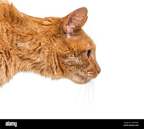 ginger cat head  shoulders shot  res stock photography  images