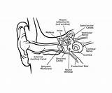 Ear Inner Drawing Human Anatomy Eardrum Middle Aptx Cochlea Getdrawings Explanation Principles Pages sketch template
