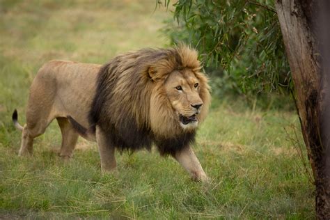 lions   loose  escaping  kruger national park  south