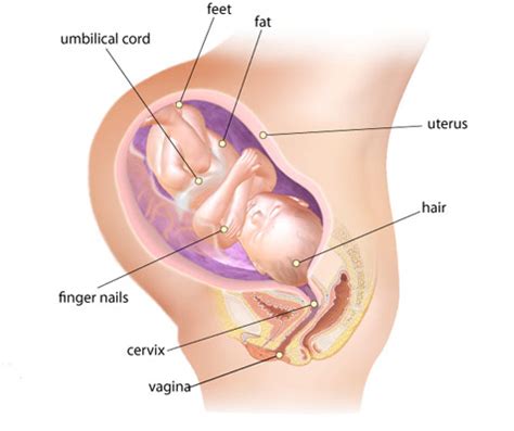 Sex at 38 weeks of pregnancy