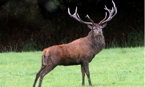britains biggest wild beast killed  hunters popular fidelity