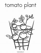 Tomato Coloring Plant Drawing Clipart Color Vine Pumpkin Print Template Noodle Pages Twistynoodle Built California Usa Getdrawings Twisty Library Getcolorings sketch template