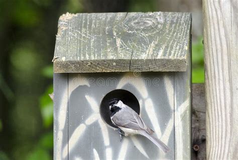 carolina chickadee bird  nest box bird house athens georgia usa stock image image  spring