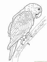 Perroquet Coloriage Imprimer Primanyc Encequiconcerne Oiseau Parrot sketch template
