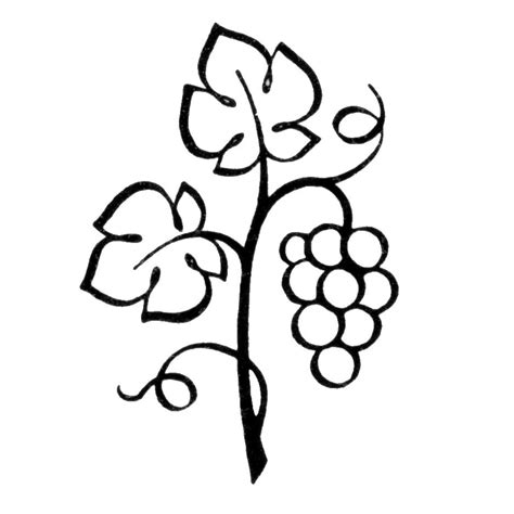 vine branches clipart   cliparts  images  clipground